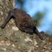 Dwarf Bonneted Bat - Photo (c) Leonardo Adrián LEIVA, some rights reserved (CC BY-NC), uploaded by Leonardo Adrián LEIVA