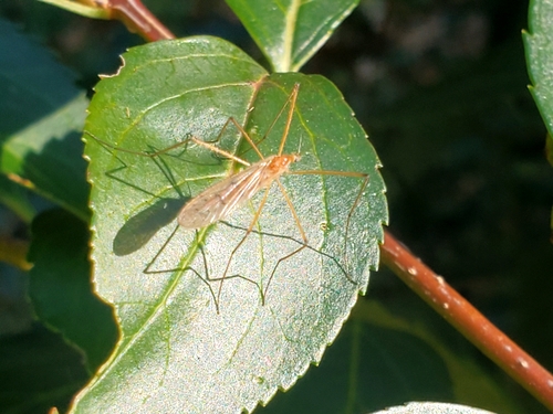 Unknown species found near Round Hill, VA 20141, USA