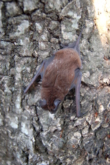 Eumops bonariensis