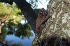 Eumops bonariensis