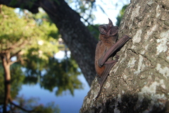Eumops bonariensis