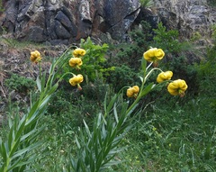 Lilium pyrenaicum