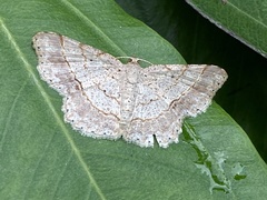 Calletaera subexpressa