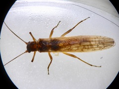 Zelandobius