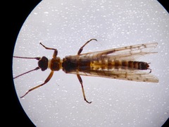 Zelandobius