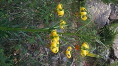 Lilium pyrenaicum