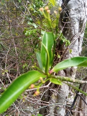 Euphorbia ankaranae image