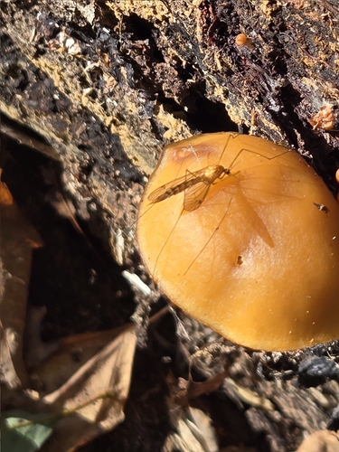 Unknown species found near Willimantic, Windham, CT, USA