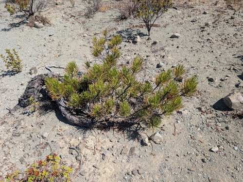 Black pine (Pinus nigra)