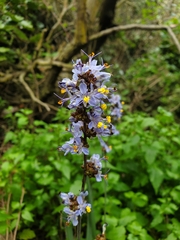 author not stated, no rights reserved Libertia sessiliflora, photograph author not stated, no rights reserved