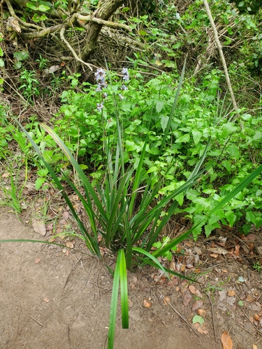 Libertia sessiliflora, photograph 5