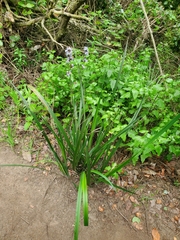 author not stated, no rights reserved Libertia sessiliflora, photograph author not stated, no rights reserved