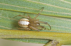 Deliochus idoneus