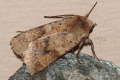 Diarsia mendica