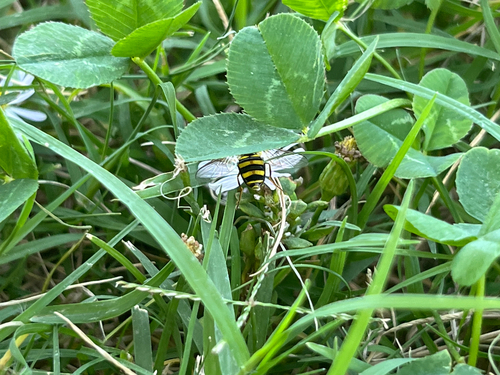Unknown species found near E 80th St N, Owasso, OK, US
