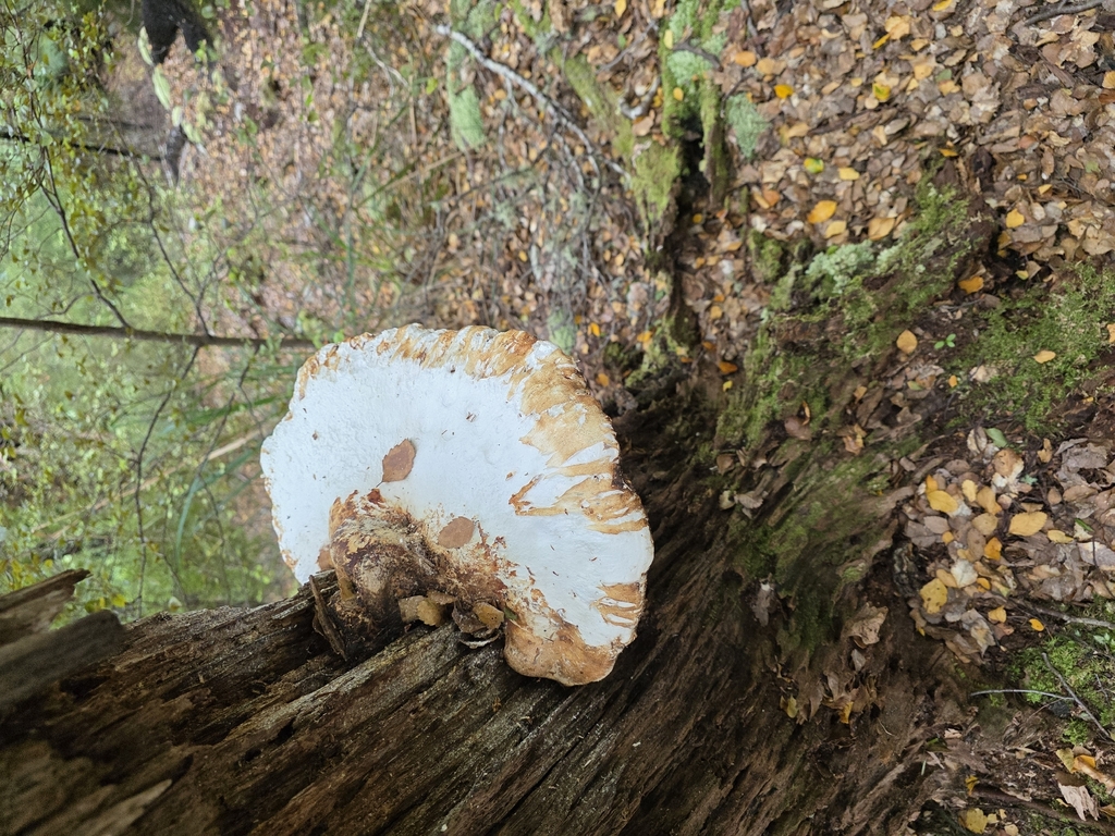 Laetiporus portentosus · October 2025 · photo: © mark2-nz (iNaturalist, cc-by)