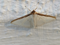 Cydalima laticostalis