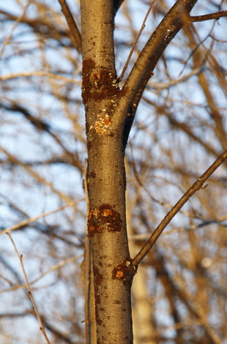 Manchurian Alder