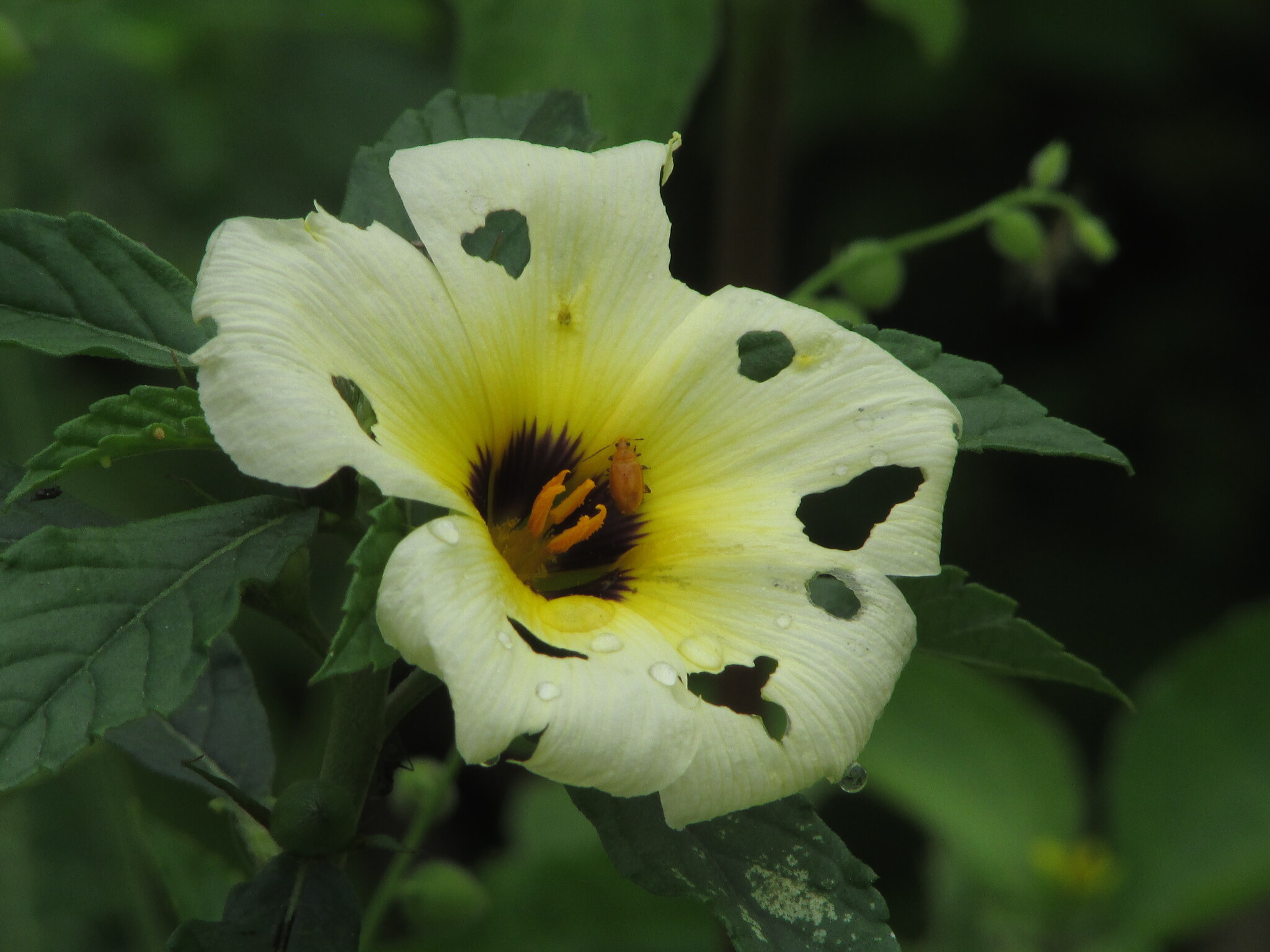Turnera subulata
