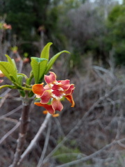 Strophanthus boivinii image