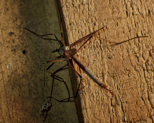 Unknown species found near North Highlands, Capital Regional District, BC, Canada RRL home
