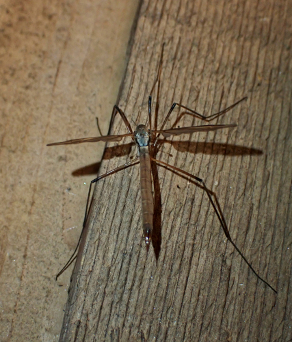 Unknown species found near North Highlands, Capital Regional District, BC, Canada RRL home