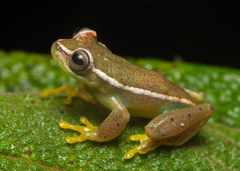 Auyantepui Tree Frog photo 4