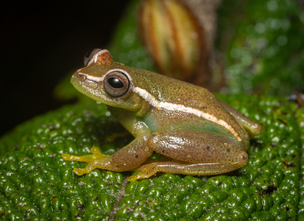 Auyantepui Tree Frog