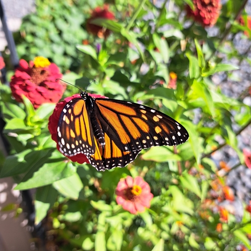 Monarch photographed in Wyoming