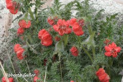 Caiophora chuquitensis