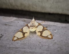 Cirrhochrista kosemponialis