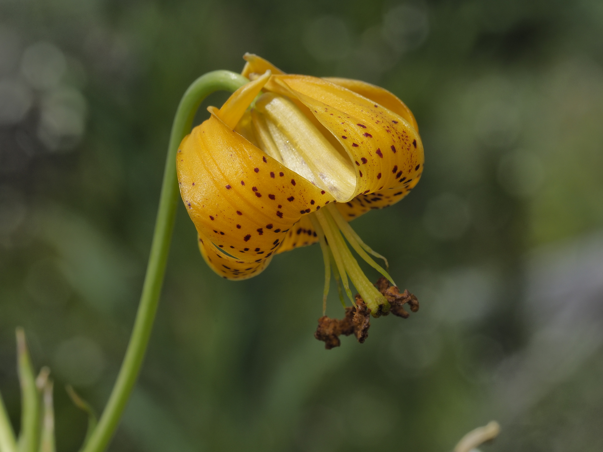 Lilium columbianum