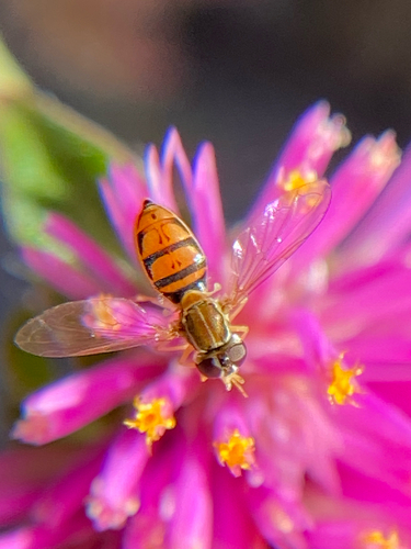 Unknown species found near S Alma School Rd, Chandler, AZ, US