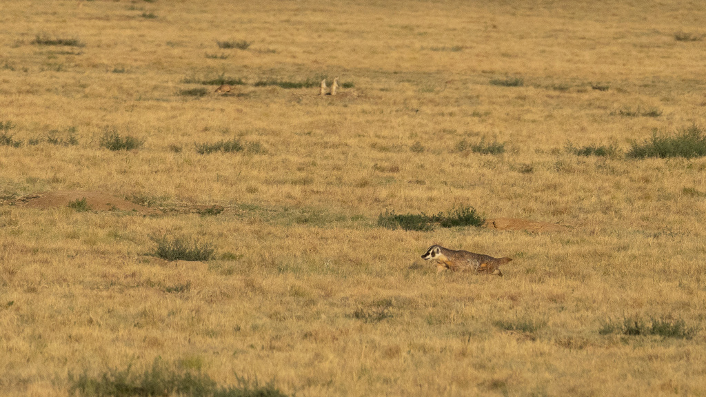 American Badger from Rocky Mountain Arsenal National Wildlife Refuge ...