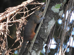 Callosciurus pygerythrus