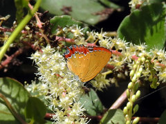 Heliophorus