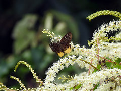 Mooreana trichoneura