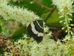 Chalcophaedra zuleika