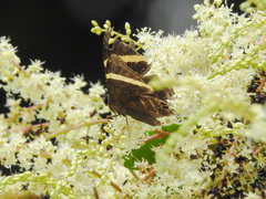 Abisara fylla