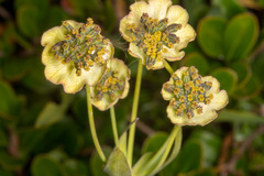 Bupleurum stellatum