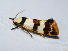 Crepidosceles orthomochla