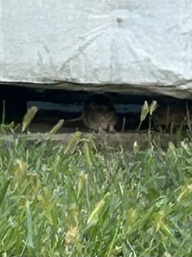 Rat photographed near here on 2025-10-17