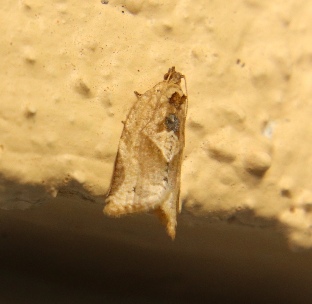 Argyrotaenia polvosana