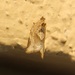 Argyrotaenia polvosana - Photo (c) mamole,  זכויות יוצרים חלקיות (CC BY-NC), הועלה על ידי mamole