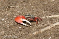 Leptuca uruguayensis