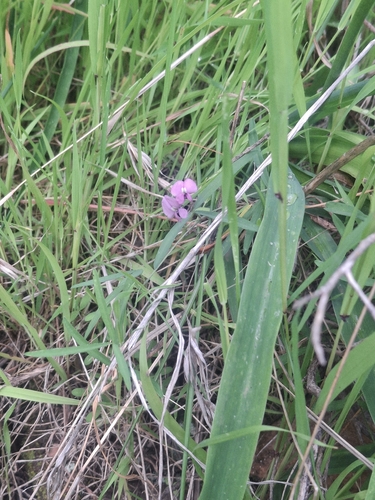 Twining Glycine (Glycine rubiginosa)