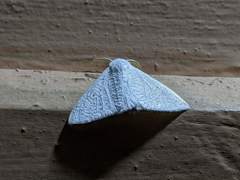 Arctornis submarginata