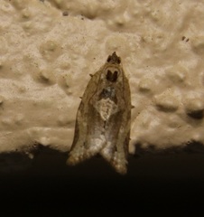 Argyrotaenia polvosana