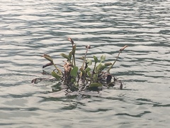 Pontederia crassipes