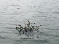 Pontederia crassipes